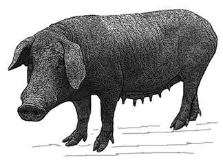 Quezon-pig-9-GR.jpg